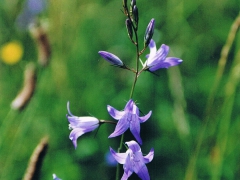 Campanule fausse-raiponce