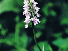 Orchis tacheté