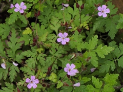 Géranium de Robert