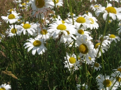 Leucanthème vulgaire