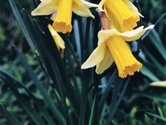 Jonquille à fleurs jaunes