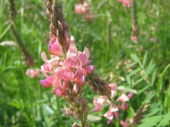 Esparcette à feuilles de vesce (Sainfoin)