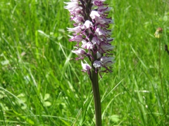 Orchis singe