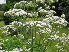 Valériane officinale