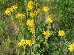 Arnica des montagnes