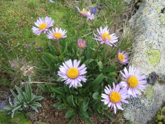 Aster des Alpes