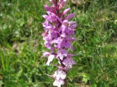 Orchis de Fuchs