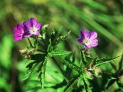 Géranium des bois