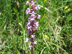 Orchis moucheron