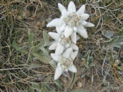 Edelweiss