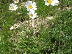 Leucanthème des Alpes