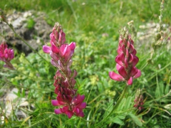 Sainfoin de montagne