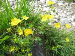 Potentille dorée