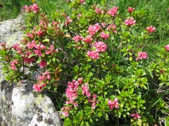 Rhododendron ferrugineux