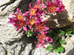 Saxifrage à deux fleurs