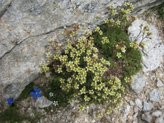 Saxifrage sillonnée