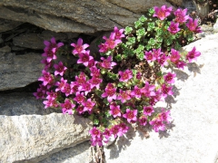 Saxifrage à feuilles opposées