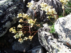 Saxifrage paniculée