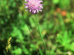 Scabieuse colombaire