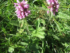 Epiaire à fleurs denses