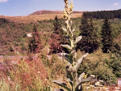 Molène bouillon blanc