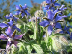 Bourrache officinale