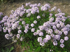 Serpolet petit-chêne